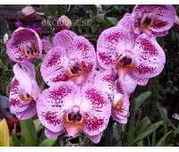 Phalaenopsis PH 154