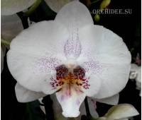 Phalaenopsis PH 155 Big Lip