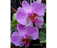 Phalaenopsis PH 156