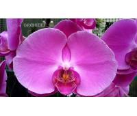 Phalaenopsis PH 157 Atlantis