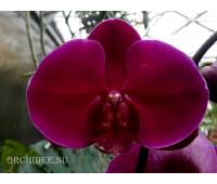 Phalaenopsis PH 158