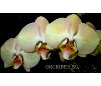 Phalaenopsis PH 159 Champagne