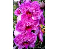 Phalaenopsis PH 168