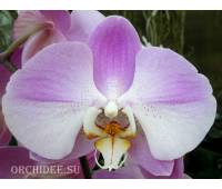 Phalaenopsis PH 171 Empada So Satisfied