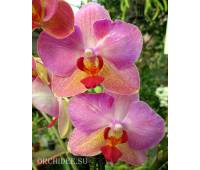 Phalaenopsis PH 173