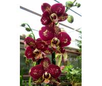 Phalaenopsis PH 174