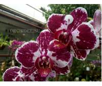 Phalaenopsis PH 176 Asian Pearl