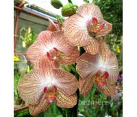 Phalaenopsis PH 182 Ravello
