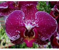 Phalaenopsis PH 183