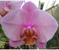 Phalaenopsis PH 184 Miva Smartissimo