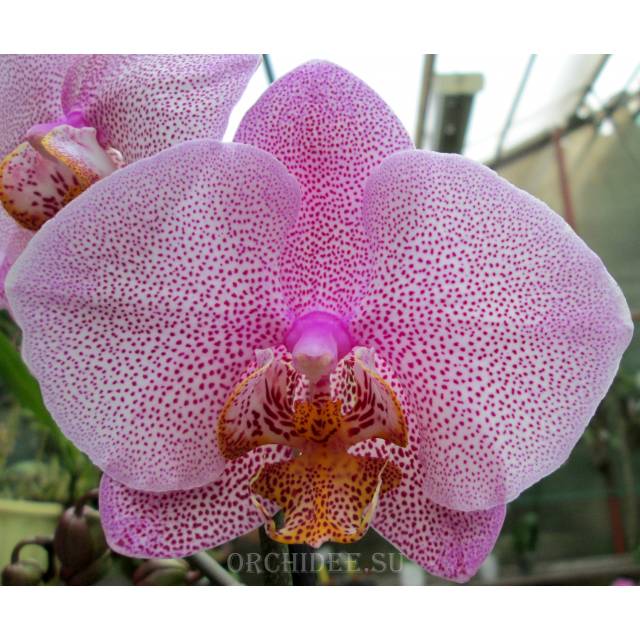 Phalaenopsis PH 184 Miva Smartissimo