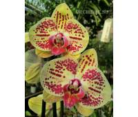 Phalaenopsis PH 187 Golden Dragon