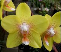 Phalaenopsis PH 188 Brother Lawrence
