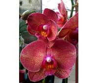 Phalaenopsis PH 191