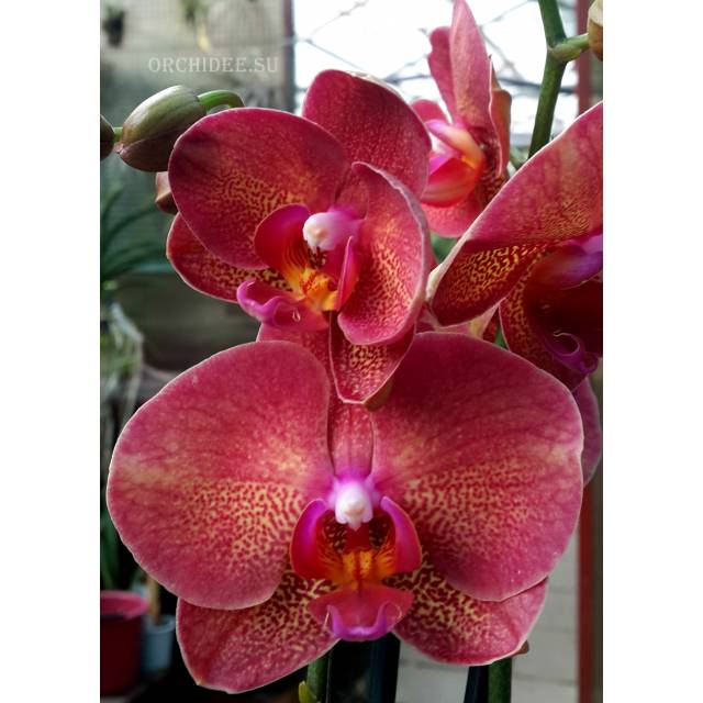 Phalaenopsis PH 191
