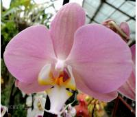 Phalaenopsis PH 196 Padova