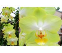 Phalaenopsis PH 198 