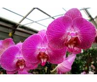 Phalaenopsis PH 199