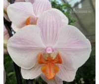 Phalaenopsis PH 205