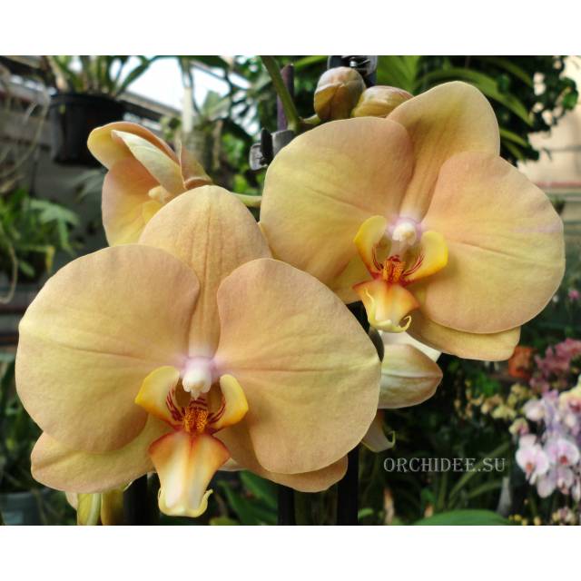 Phalaenopsis PH 223 OX Lottery Prince 'OX 957 'AM/AOS