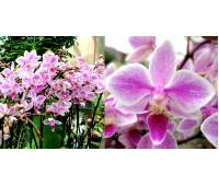 Phalaenopsis PHM 157 Rainbow Chip
