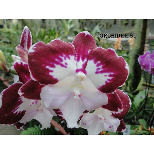 Phalaenopsis PH 236 Big Lip Tinkerbells Kizz