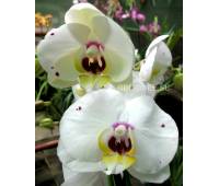 Phalaenopsis PH 091 Starry Night