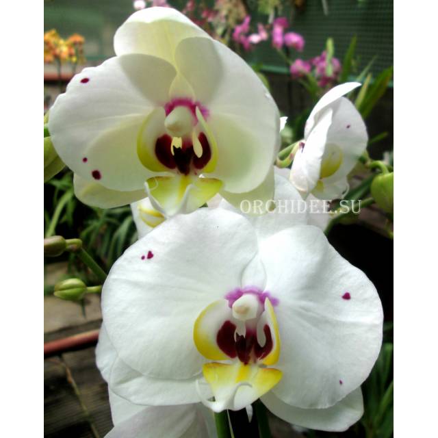 Phalaenopsis PH 091 Starry Night