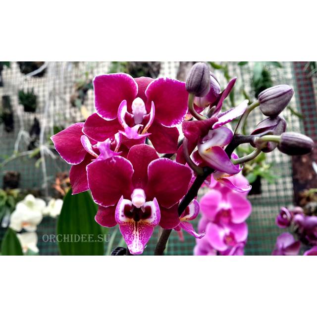 Phalaenopsis PHM 031 Cranberry Cha Cha