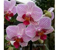 Phalaenopsis PHM 039 Sweet Red Lip