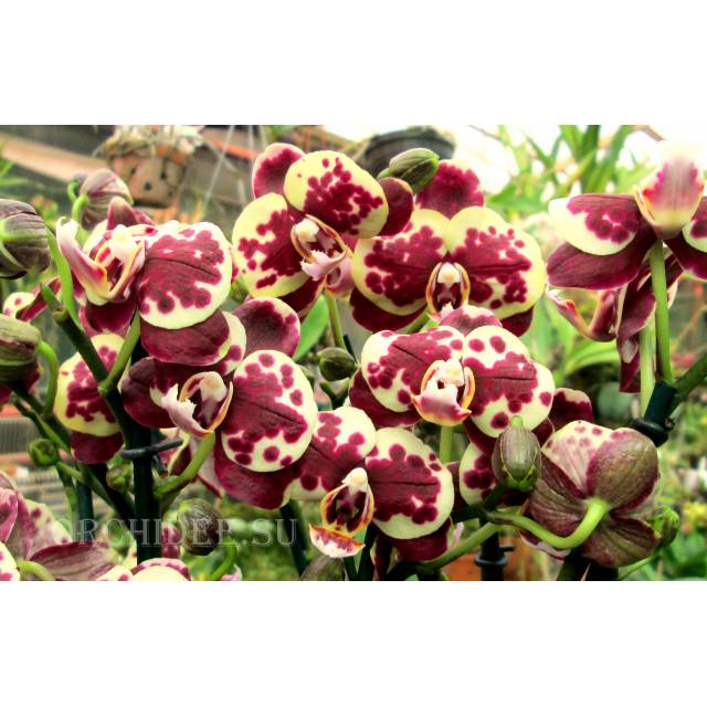 Phalaenopsis PHM 046 Lady bug