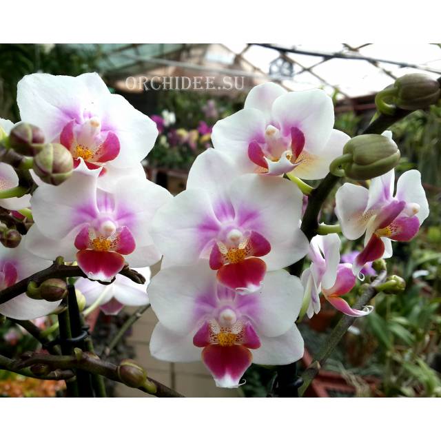 Phalaenopsis PHM 047 Brother Pico Sweetheart