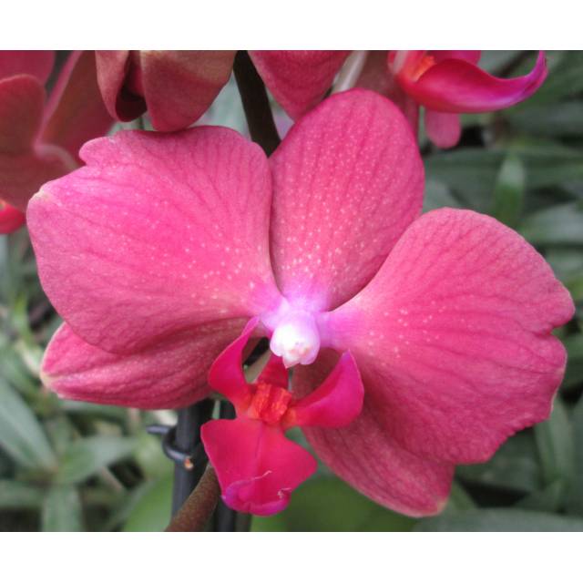 Phalaenopsis PHM 075