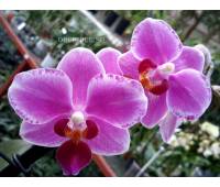 Phalaenopsis PHM 081