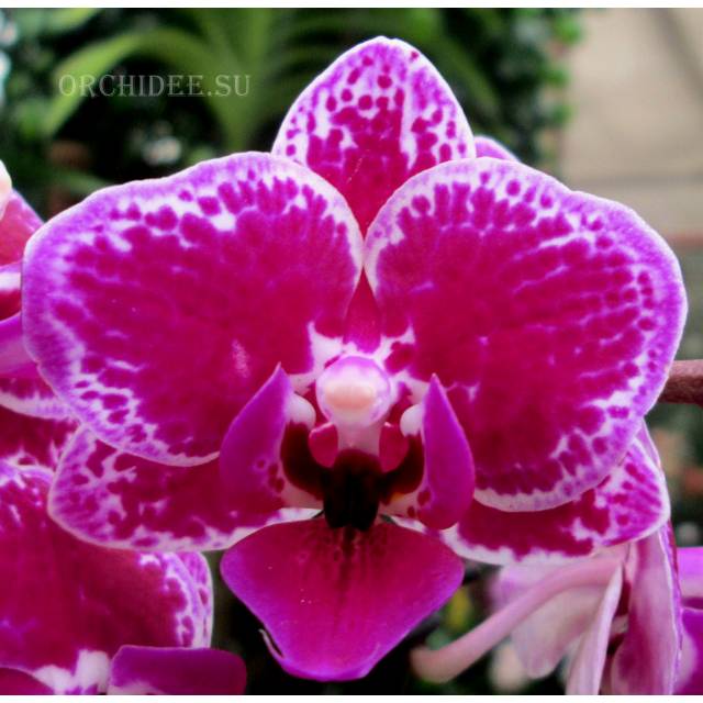 Phalaenopsis PHM 096
