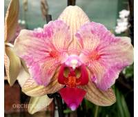 Phalaenopsis PP 007 Fuller's Gold Stripes (butterfly peloric)