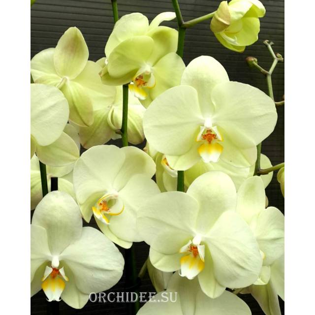 Phalaenopsis PY 002 Yara