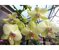 Phalaenopsis PY 007 