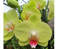 Phalaenopsis PY 009 Yellow Parakeet