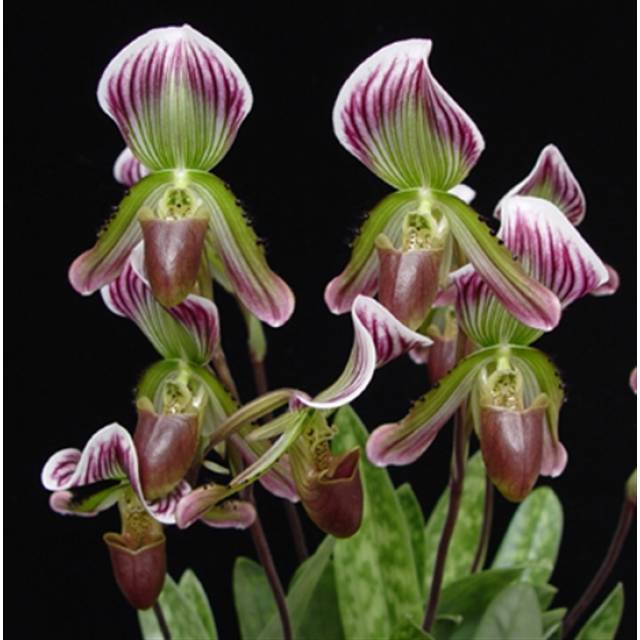 Paphiopedilum callosum var.sublaeve