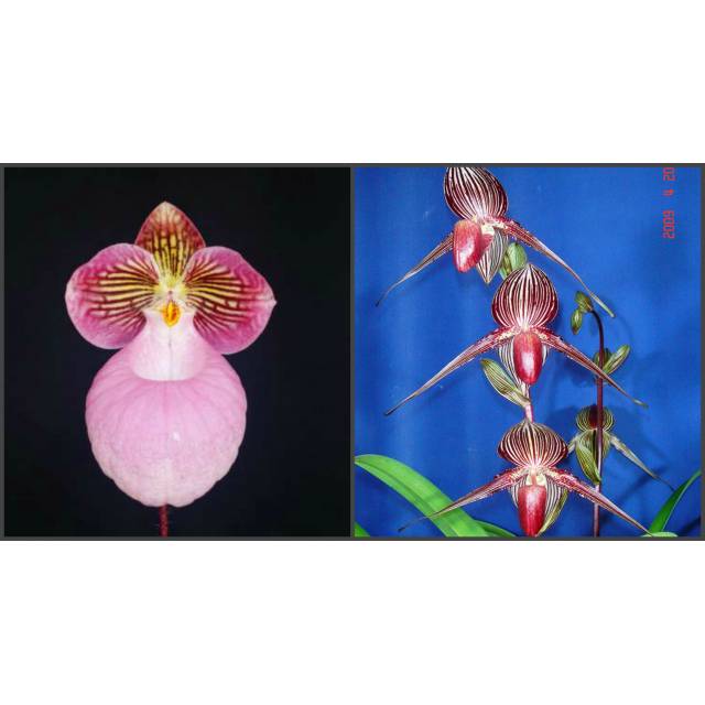 Paphiopedilum micranthum "Bear-101" x rotschildianum "New Bear" 
