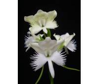 Pecteilis susannae