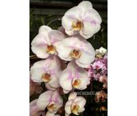 Phalaenopsis PH 147 Dream Cather