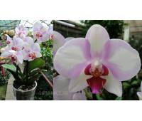 Phalaenopsis PH 240 My Monro 'Make-up'