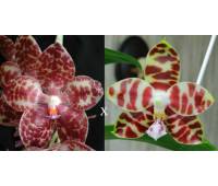 Phalaenopsis gigantea x Phalaenopsis Yaphon Nice Girl