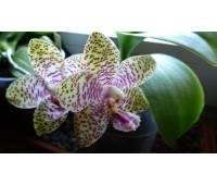 Phalaenopsis Natasha 'Aiko'