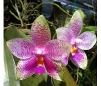Phalaenopsis Samera x Phalaenopsis gigantea