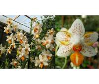 Phalaenopsis Mini Mark 'Sunsplash' JS/AOS