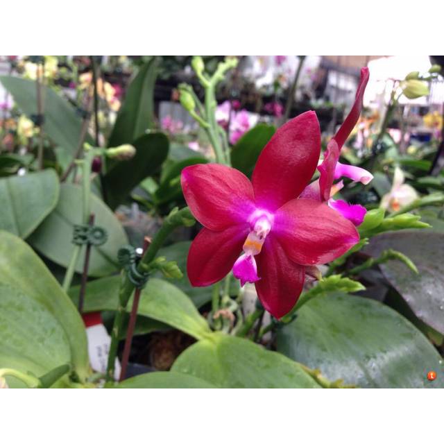 Phalaenopsis Tying Shin Fly Eagle 'Long' (tetraspis 'C1' x Dragon Tree Eagle)