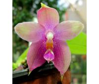 Phalaenopsis speciosa c-1 x P.KS Happy Eagle